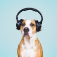 Honden Liedjes