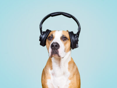 Honden Liedjes