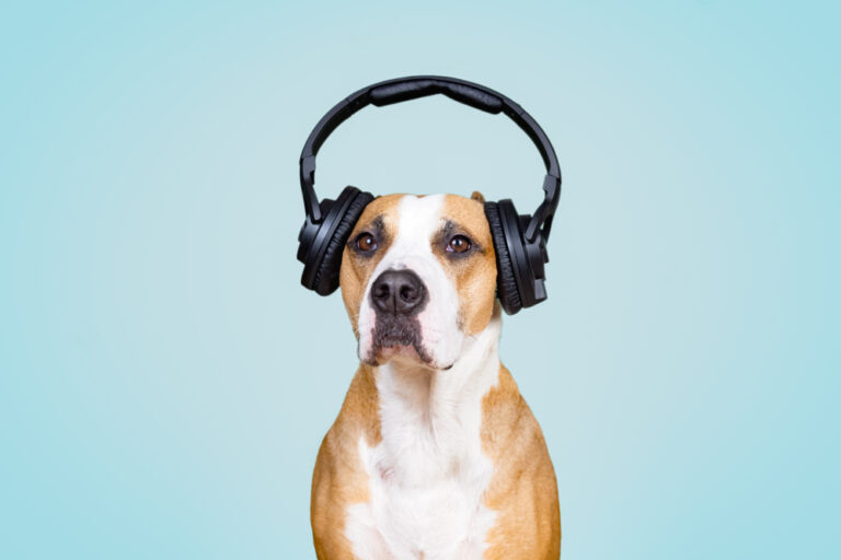 Honden Liedjes